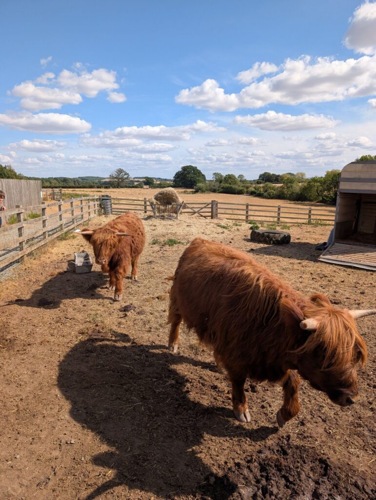 Cinnamon and Ginger, two Highland cows, grazing in a field at The View Restaurant in Wootton Wawen.